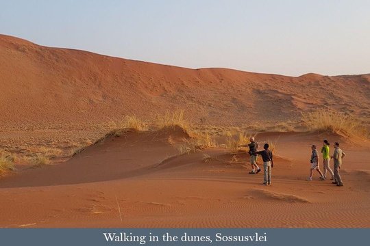 Searching for Dune Lark near Sossusvlei