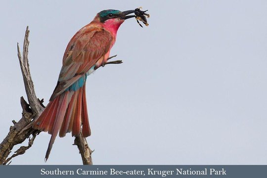 Southern Carmine Bee-eater with prey