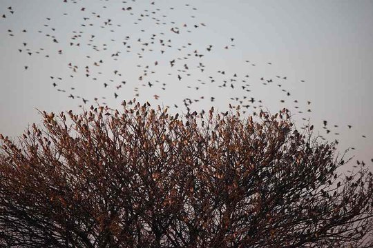Red-billed Quelea approaching mass roosting site, Limpopo Province. 