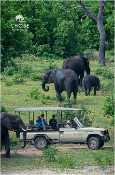 Elephants on safari