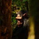 A chimpanzee in the rainforest, Uganda 