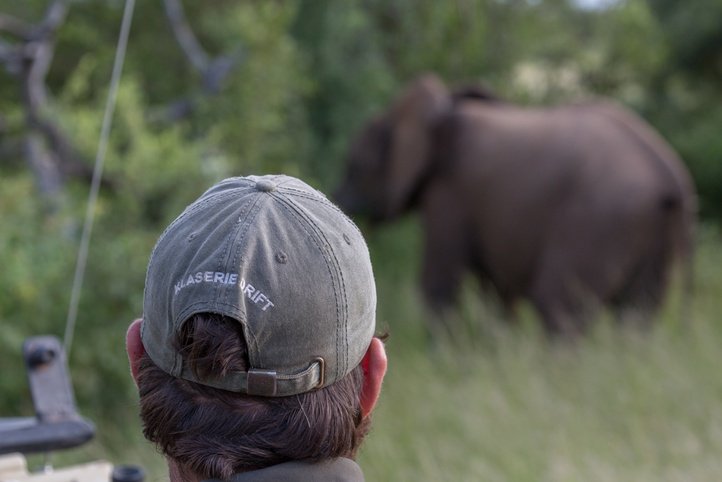 Watching elephants on safari