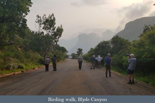 A morning birding walk, Blyde Canyon