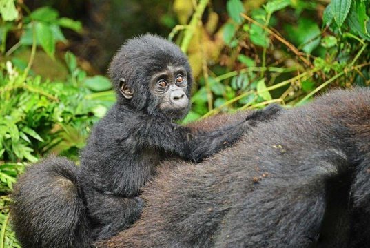 Mountain Gorilla Trekking by MJ Safaris Uganda