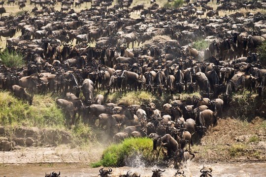Wildebeest herd starting to cross the Mara River
