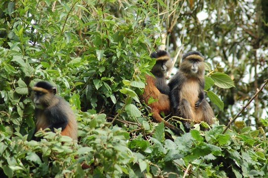 Golden monkeys Mount Mgahinga gorilla park Uganda