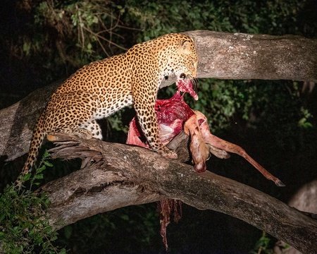 Leopard with prey in tree at night