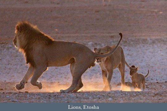 Lions playing, Etosha