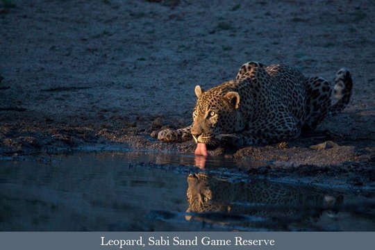 Leopard drinking at sundown