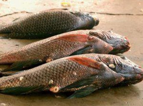 Tilapia fish in Uganda sport fishing safaris