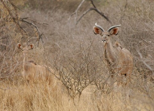Kudus spotted on a Game Drive