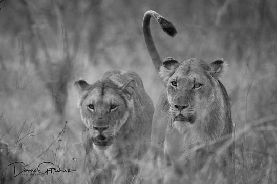 Lions, Sabi Sands, by Donna Gottschalk
