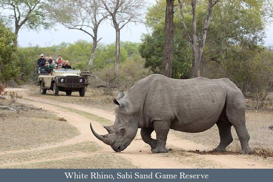 Safari vehicle and Southern White Rhino