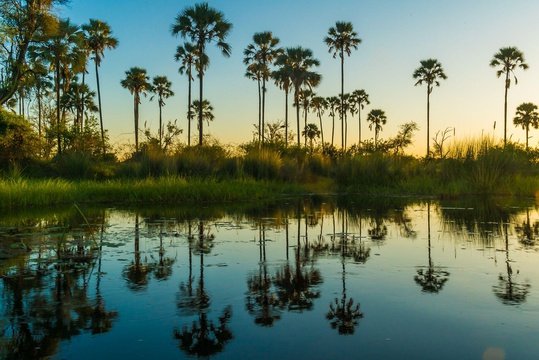 Tranquil lagoon high in the Okavango Delta, Botswana
