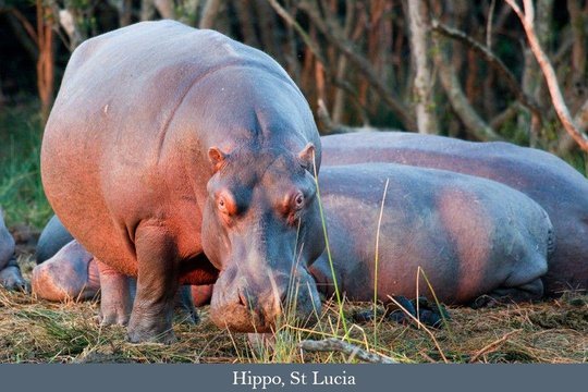 Hippo's on a boat tour in St Lucia