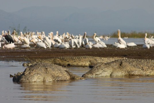 See pelicans on a trip to Lake Langano