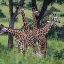 Giraffes in Murchison Falls National Park, Uganda 