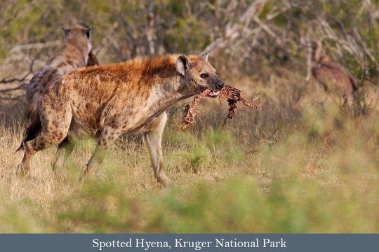 Spotted Hyena with carrion