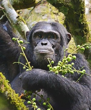 Gorilla trekking tours in Rwanda with Mj Safaris Uganda