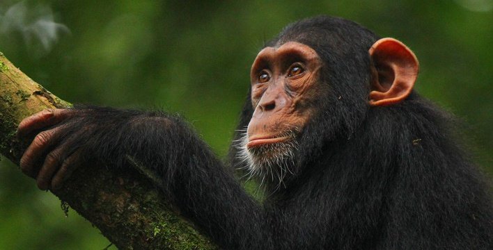 Chimpanzee tracking safaris Kibale Forest