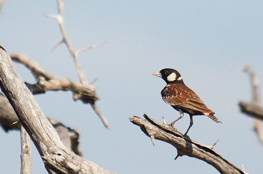 Chestnut-backed Sparrowlark