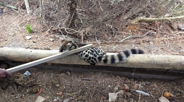 Cape Genet Cat caught 'red handed' in chicken enclosure at African Crags Eco-Lodge.