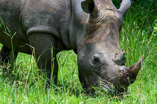 A rhino at Ziwa Rhino Sanctuary, Uganda