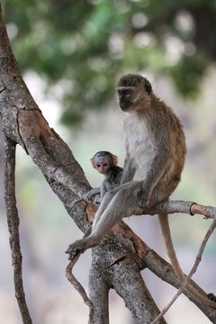 Velvet Monkey with a baby