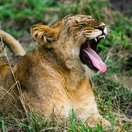 Lion yawning on Kasenyi Plains, Queen Elizabeth National Park, Uganda