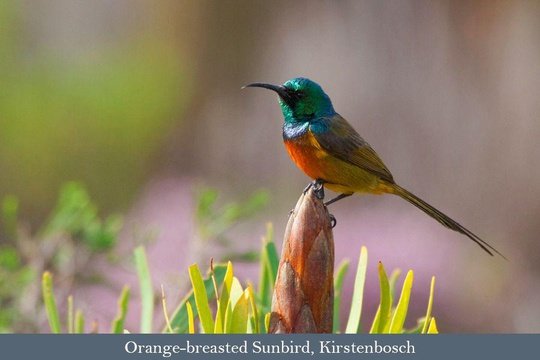 The endemic Orange-breasted Sunbird