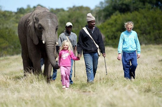 Visit Crags Elephant Sanctuary an activity to enjoy whilst on a family holiday at Fairview House, Garden Route, Plettenberg Bay, South Africa.