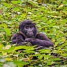 A rare mountain gorilla in Bwindi Impenetrable National Park, Uganda