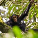 Spot chimpanzees on a chimp trekking trip in Kibale, Uganda