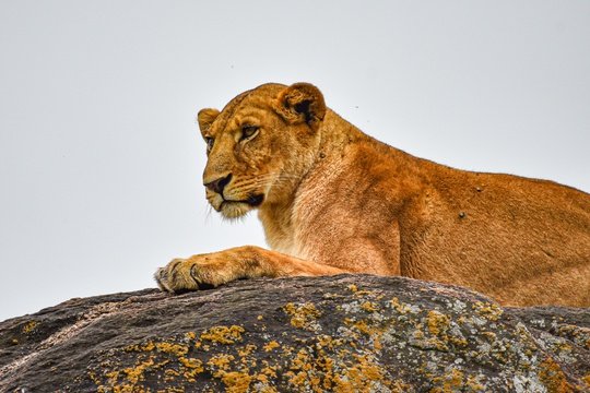 Rock Lion in Kidepo Valley NP Uganda 