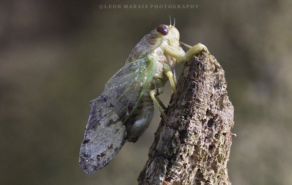 Recently emerged Cicada adult. 
