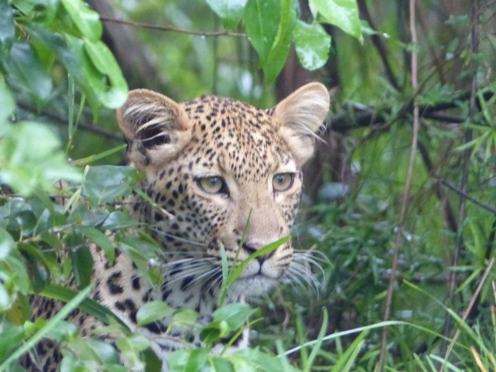 A special siting of a leopard in iSimangaliso Wetland Park