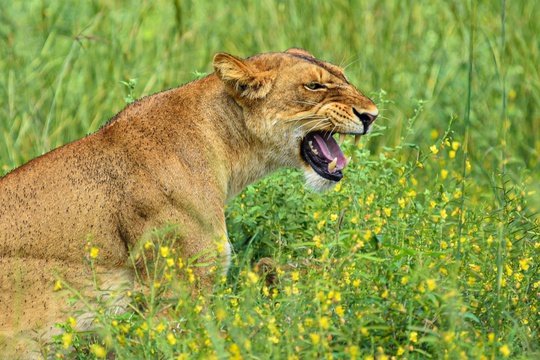 Lioness Shading her Cubs in Murchison Falls National Park, Uganda