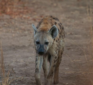 Hyena walking towards the game viewer