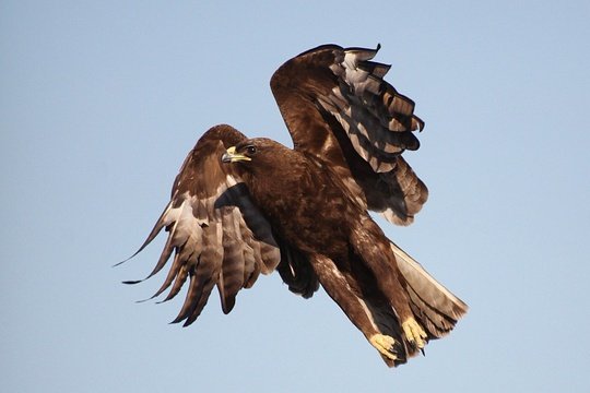 Wahlberg's Eagle in flight. 