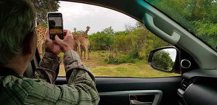 Watching Giraffes, Tembe