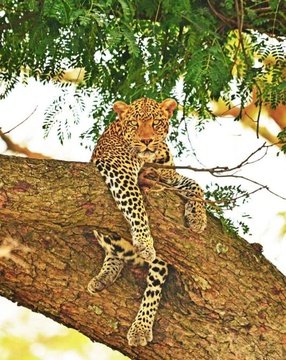 Leopard - Wildlife Tour Packages in Uganda by MJ Safaris Uganda
