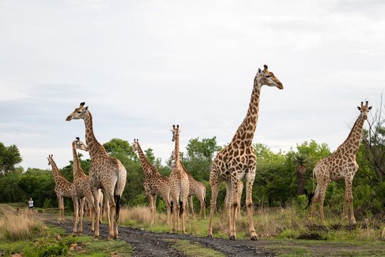 Girrafe spotted on a Family Safari Holiday game drive at Fugitives Drift Lodge & Guest House in KZN, South Africa.
