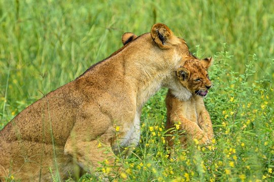 Lioness and Cub in Murchison Falls National Park, Uganda