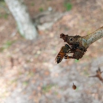 Aphis Mellifera Scutellata (East African Lowland Honey Bee) commonly found in iSimangaliso Wetland Park, Makakatana Bay Lodge, KZN