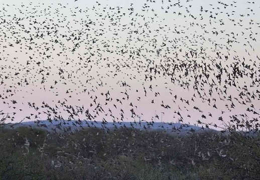 Red-billed Quelea approaching mass roosting site, Limpopo Province.