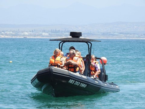 Seal Island Family Speedboat Trips on Mossel Bay Coastline