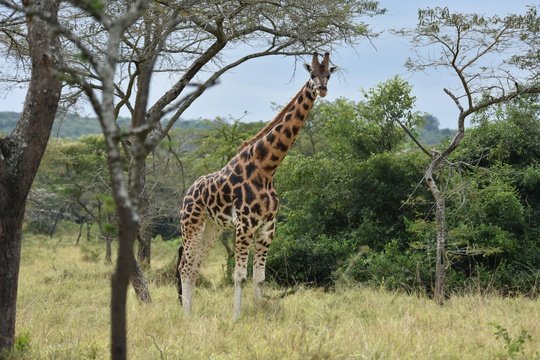 Giraffe grazing in Lake Mburo National Park, Uganda