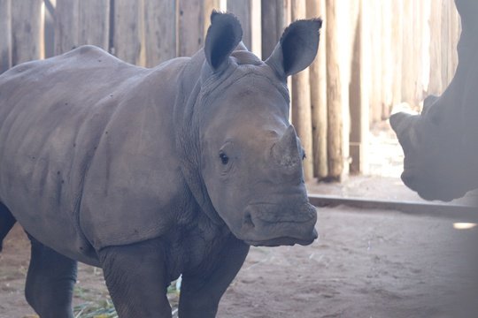 Baby White Rhino still looking a bit confused.