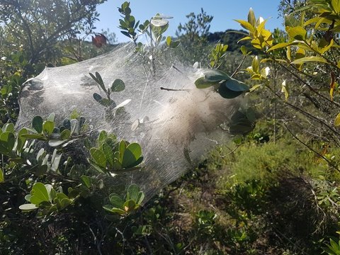 Bostra Carnicolor cocoon in the iSimangaliso Wetland Park