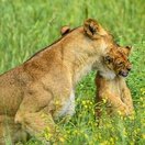 Lioness and Cub in Murchison Falls National Park, Uganda